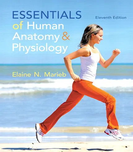 Essentials of Human Anatomy And Physiology 11th Edition